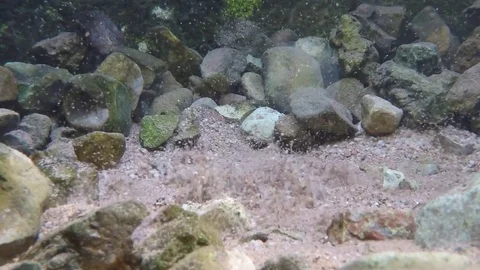 Underwater spring Stock Footage 80068849