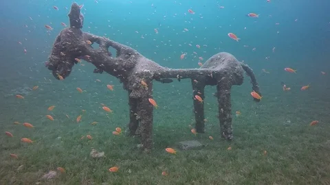 Underwater statue of the donkey in bottom Stock-Footage 107070332
