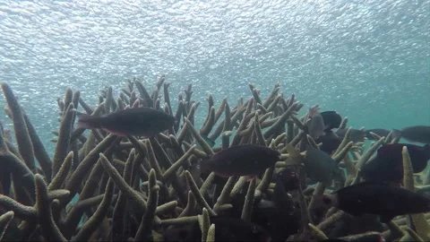 Underwater steady shot, school of parrotfish at staghorn coral reef, Indonesia 動画素材 157447905