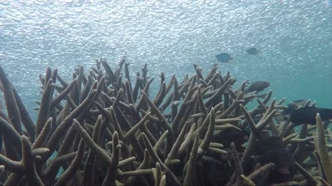 Underwater steady shot, school of parrotfish at staghorn coral reef, Indonesia Stock Footage 157447981