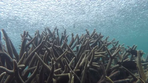 Underwater steady shot, school of parrotfish at staghorn coral reef, Indonesia Stockbeeldmateriaal 157448034