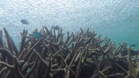 Underwater steady shot, school of parrotfish at staghorn coral reef, Indonesia Video stock 157448071