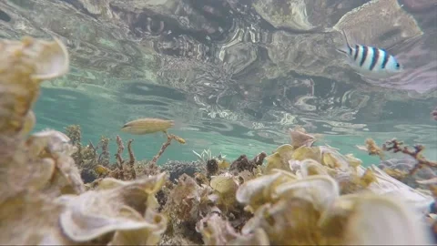Underwater steady side shot in shallow water, coral reef, Karimunjawa, Indonesia Stock Footage 162573131