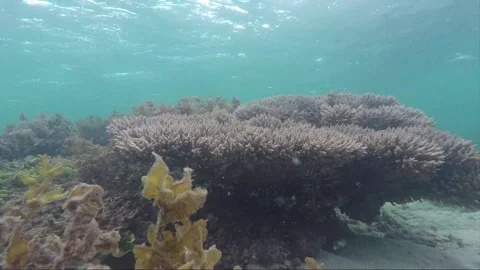 Underwater steady side view shot at staghorn coral reef, Karimunjawa, Indonesia Stock Footage 162465279