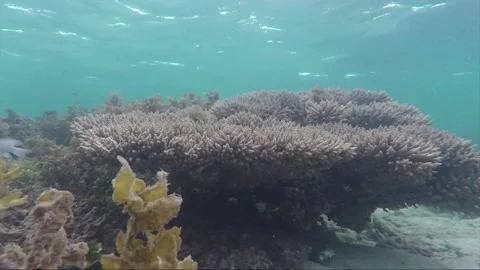 Underwater steady side view shot at staghorn coral reef, Karimunjawa, Indonesia Stock Footage 162565889