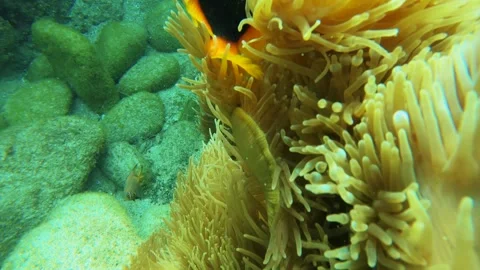 Underwater still close up slow motion view of curious clown fishes swimming arou Stock Footage 280553372