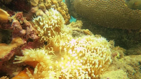 Underwater still close up slow motion view of curious clown fishes swimming arou Stock Footage 280571408
