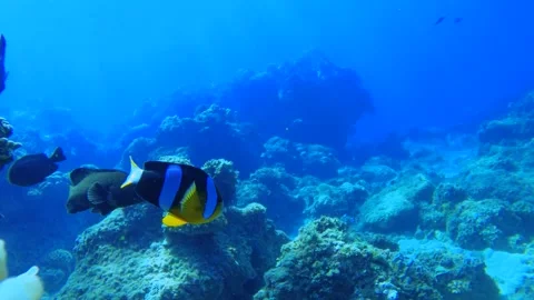 Underwater still close up view of curious clown fishes Bluestreak cleaner wrasse Stock Footage 281486386
