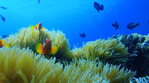 Underwater still close up view of curious clown fishes swimming around sea anemo Stock Footage 281486389