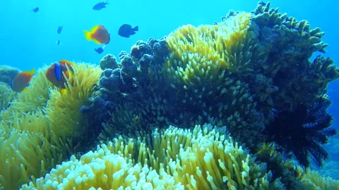 Underwater still close up view of curious clown fishes swimming around sea anemo Stock-Footage 281486581
