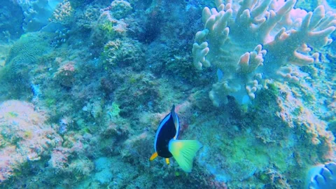 Underwater still close up view of curious clown fishes swimming around sea anemo Stock Footage 303411420