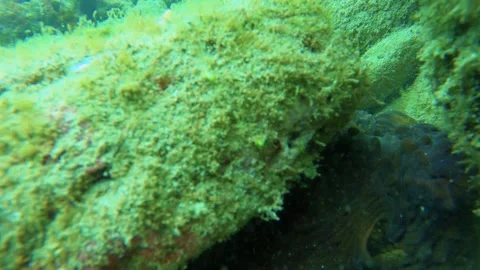 Underwater still slow motion view of an octopus hiding underneath the rock chang Stock Footage 280571032