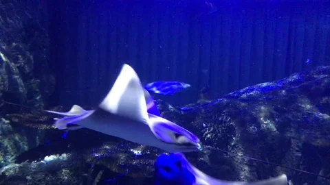 Underwater Sting Ray Close Up CU Stock Footage 100246934