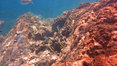 Underwater Stone and Fish Stock Footage 105018997