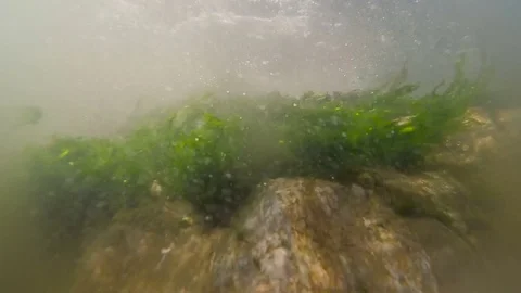 Underwater strong ocean current with vegetation moving 库存影片 72300528