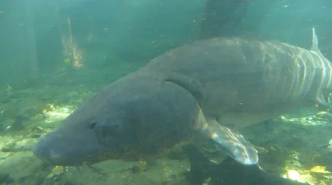 Underwater Sturgeon Stock Footage 32254844