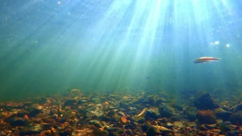 Underwater Sun Rays Beaming Through Clear Water Over Rocky Bed - Serene Nature Stock Footage 328609628