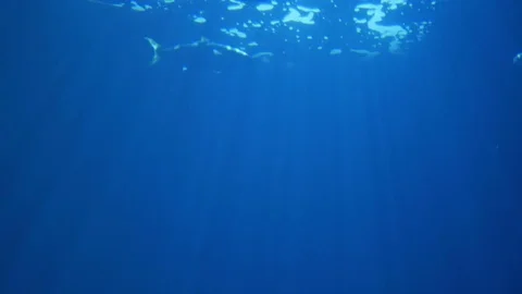 Underwater sun rays in the blue sea with swimming sharks Stock Footage