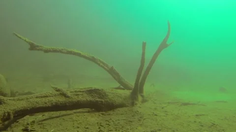 Underwater sunken tree with brances pointing upwards Stock Footage 55212782