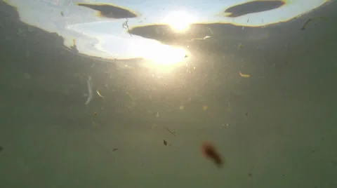 Underwater sunlight Stock Footage 26582442