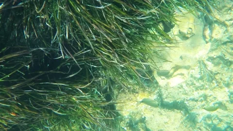 Underwater survey of algae at the bottom of the sea on which solar bunnies fall Stock Footage 201326882