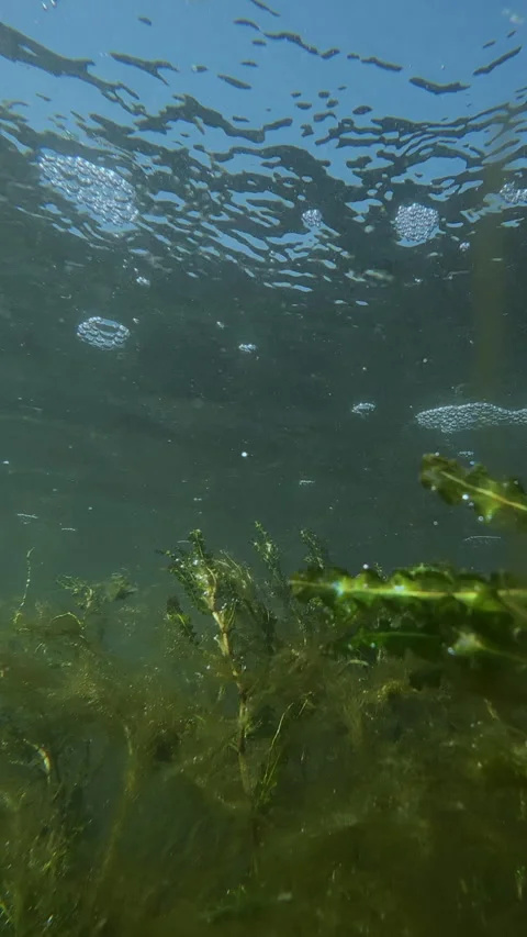 Underwater swamp ecosystem with aquatic plants: Aponogeton crispus and Elodea Stock Footage 345863382