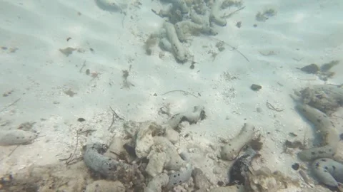 Underwater swim forward view of low visibility of white sandy ocean lagoon botto Stock Footage 245444989