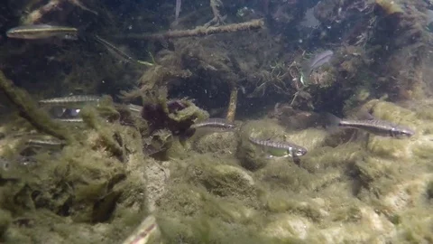 Underwater swimming minnows Phoxinus phoxinus Stock-Footage 87348305