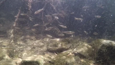 Underwater swimming minnows Phoxinus phoxinus 動画素材 87421216