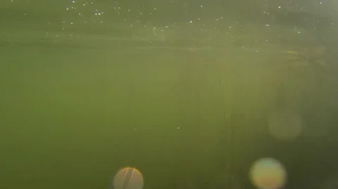 Underwater swims small fish Stock-Footage 37121675