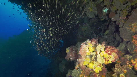 Underwater Symphony: School of fish dancing in the swell among rocky reef Stock Footage 250807080