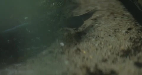 Underwater Tadpole Stock Footage 284136502