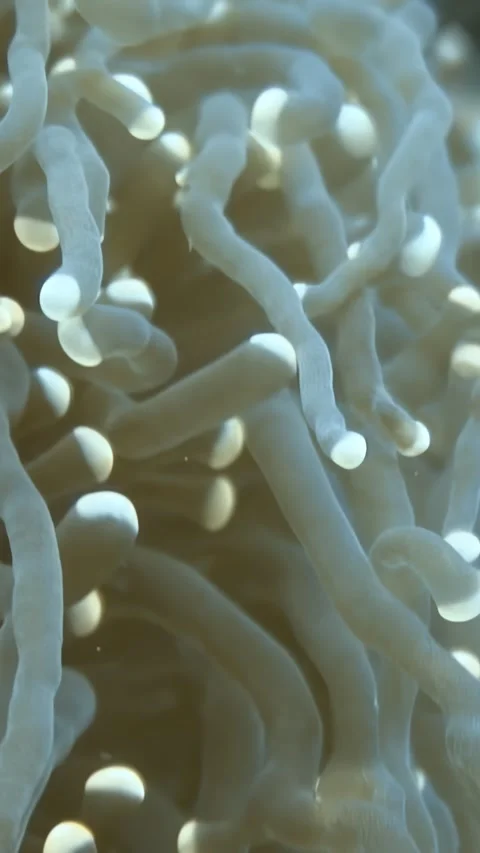 Underwater Tentacles Dance in the Shallow Waters of the Reef Video stock 321016797