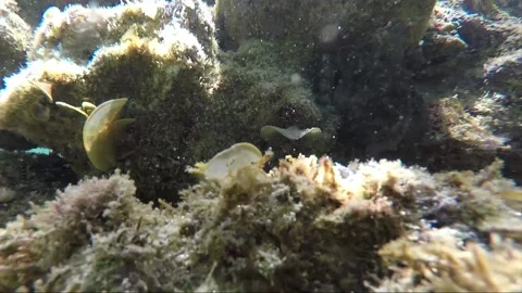 Underwater time lapse of octopus hiding in hard coral, Malapascua, Philippines Stock Footage 163707519