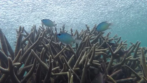 Underwater time lapse, school of parrotfish at staghorn coral reef, Indonesia Video stock 157366379