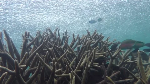 Underwater time lapse, school of parrotfish at staghorn coral reef, Indonesia 動画素材 157448155