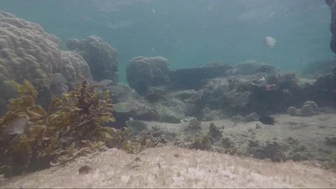 Underwater time lapse, school of parrotfish, coral reef, Karimunjawa, Indonesia Video stock 162561497