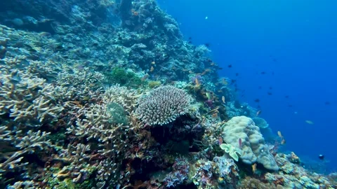 Underwater Timor-Leste scene scuba diving over coral reef environment with Stock Footage 341087471