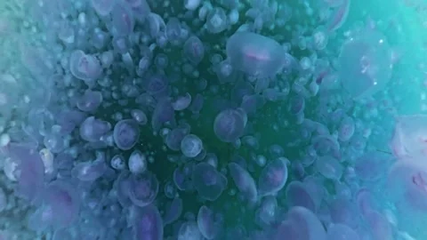 Underwater, top to bottom video showing a sea filled with hundreds of jellyfish Stock Footage 311160737