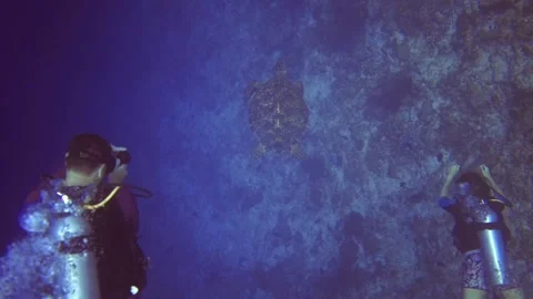 Underwater top view of divers with turtle on bottom. Maldives Stock Footage 171376142