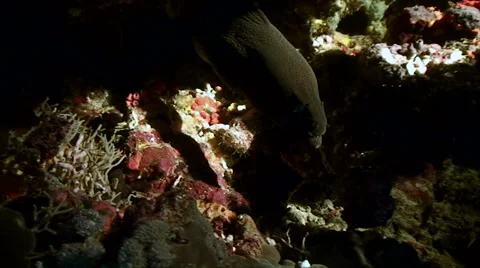 Underwater torch illuminates moray eel during night dive, red sea reef 動画素材 42895199