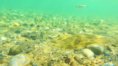 Underwater transparent riverbed stones with small fish and sunlight Stock Footage 345180679