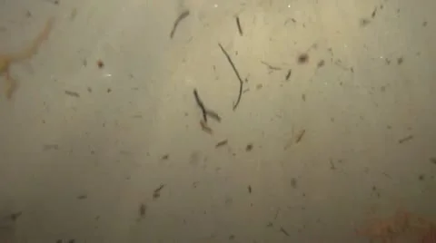 Underwater trash Stock Footage 11178877