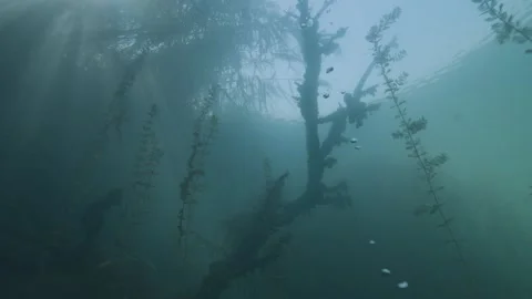 Underwater tree and algae under the surface of a freshwater lake Video stock 318339977