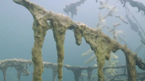 Underwater tree with a branch wrapped in algae in a freshwater lake Stock Footage 254482272