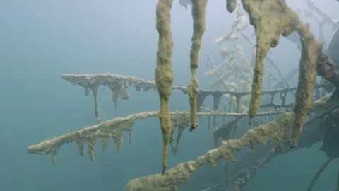 Underwater tree with a branch wrapped in algae in the depths of a freshwater Stock Footage 254482797