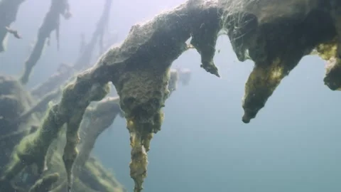 Underwater tree with a branch wrapped in algae Stock Footage 254491616