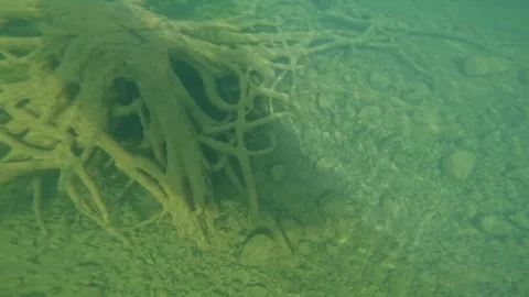 Underwater tree roots high quality 4k video Stock-Footage 283800005