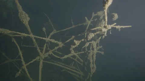 Underwater tree wrapped in molluscs and algae up close at night Stock Footage 254484607