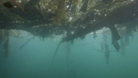 Underwater tree wrapped in nylons and plastic waste in a polluted lake Stock-Footage 254484579